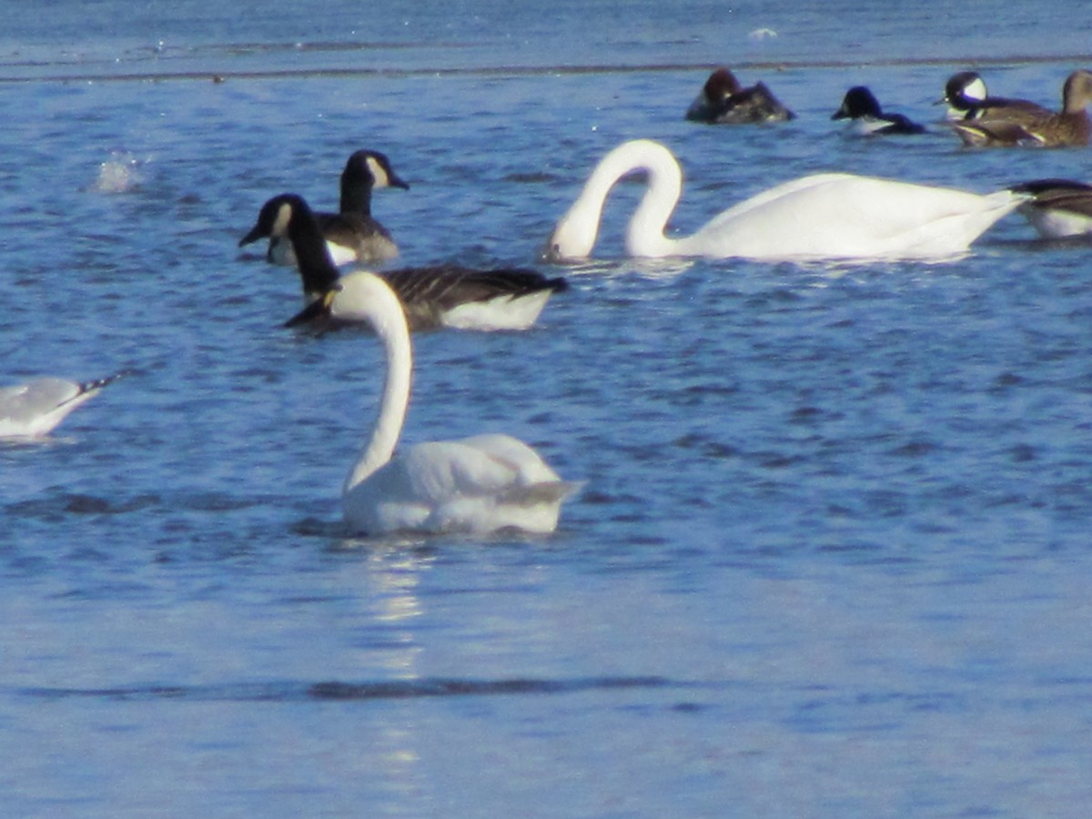 Tundra Swan - ML645604255