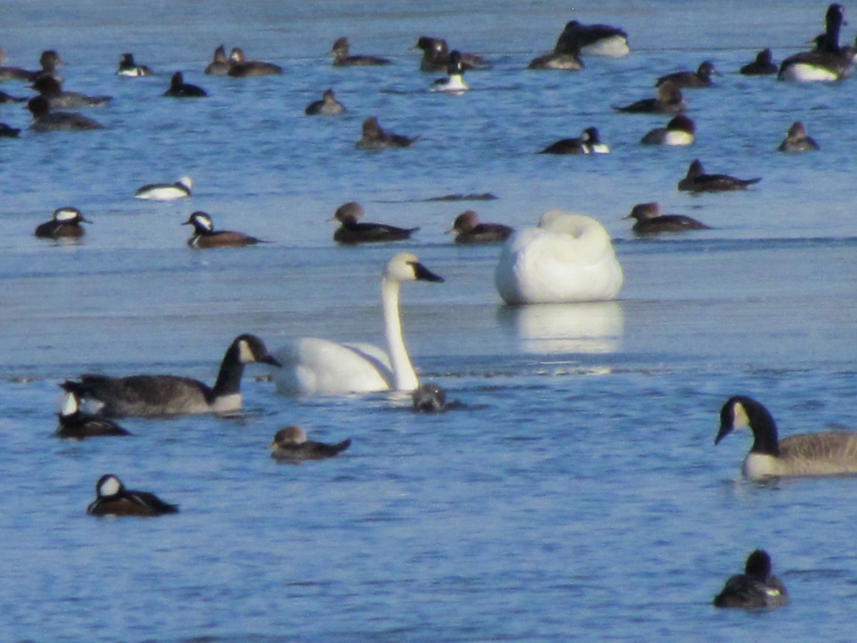 Tundra Swan - ML645604256