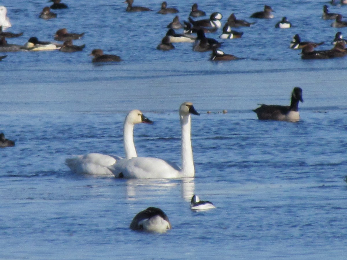 Tundra Swan - ML645604259