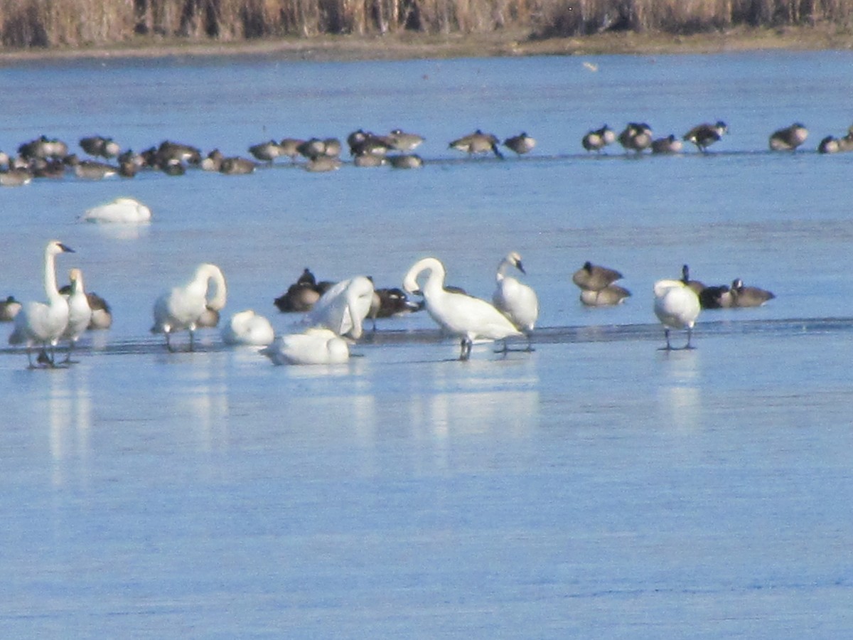 Tundra Swan - ML645604260