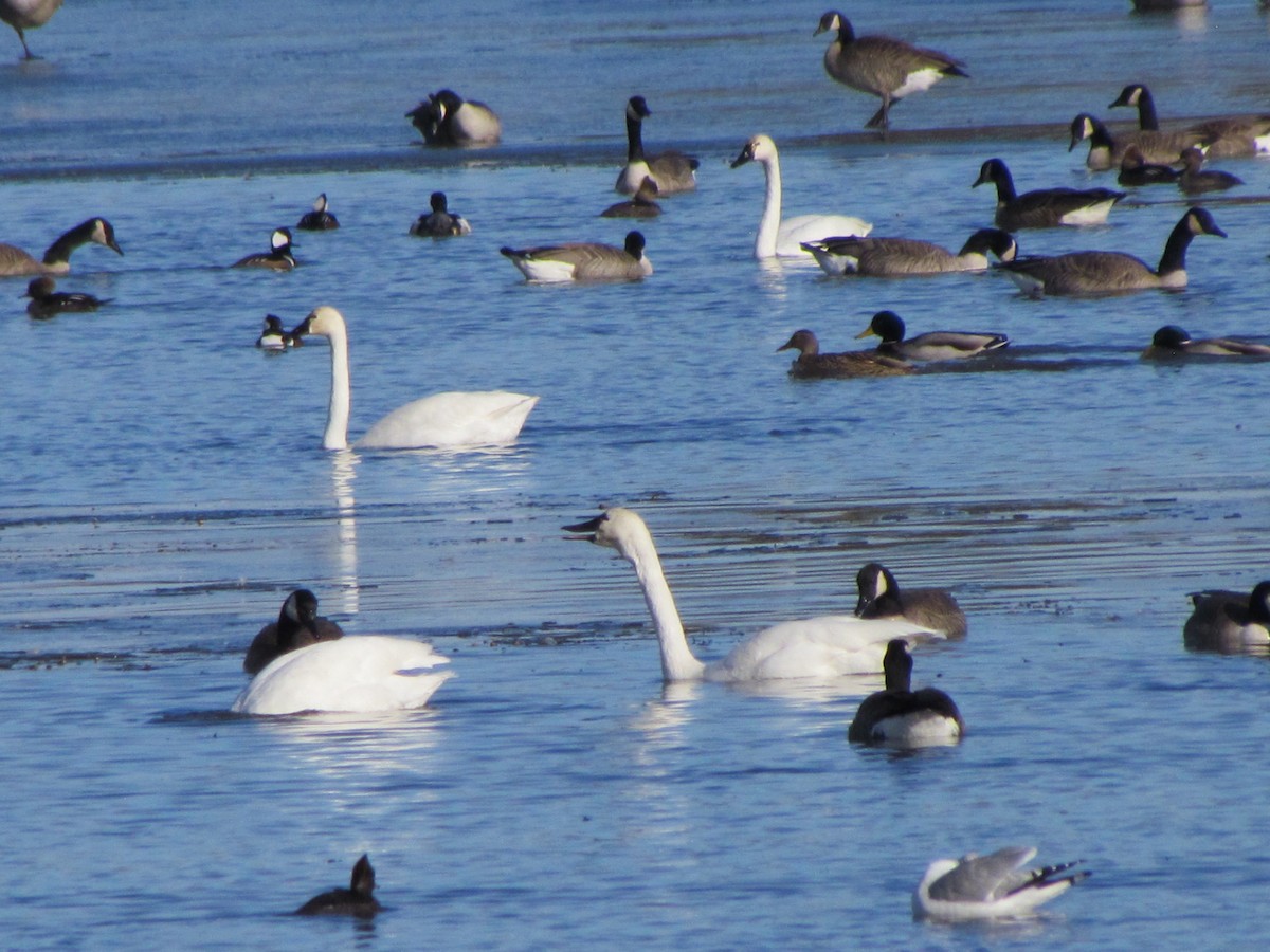 Tundra Swan - ML645604265