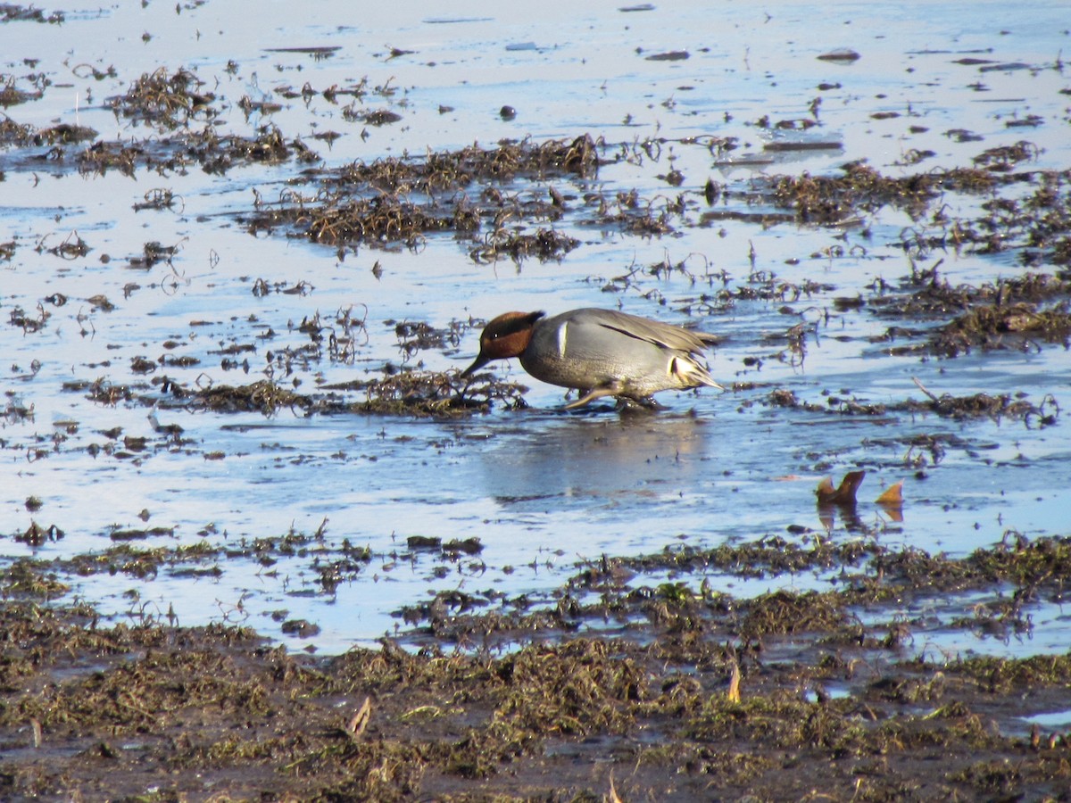 Green-winged Teal - ML645604267