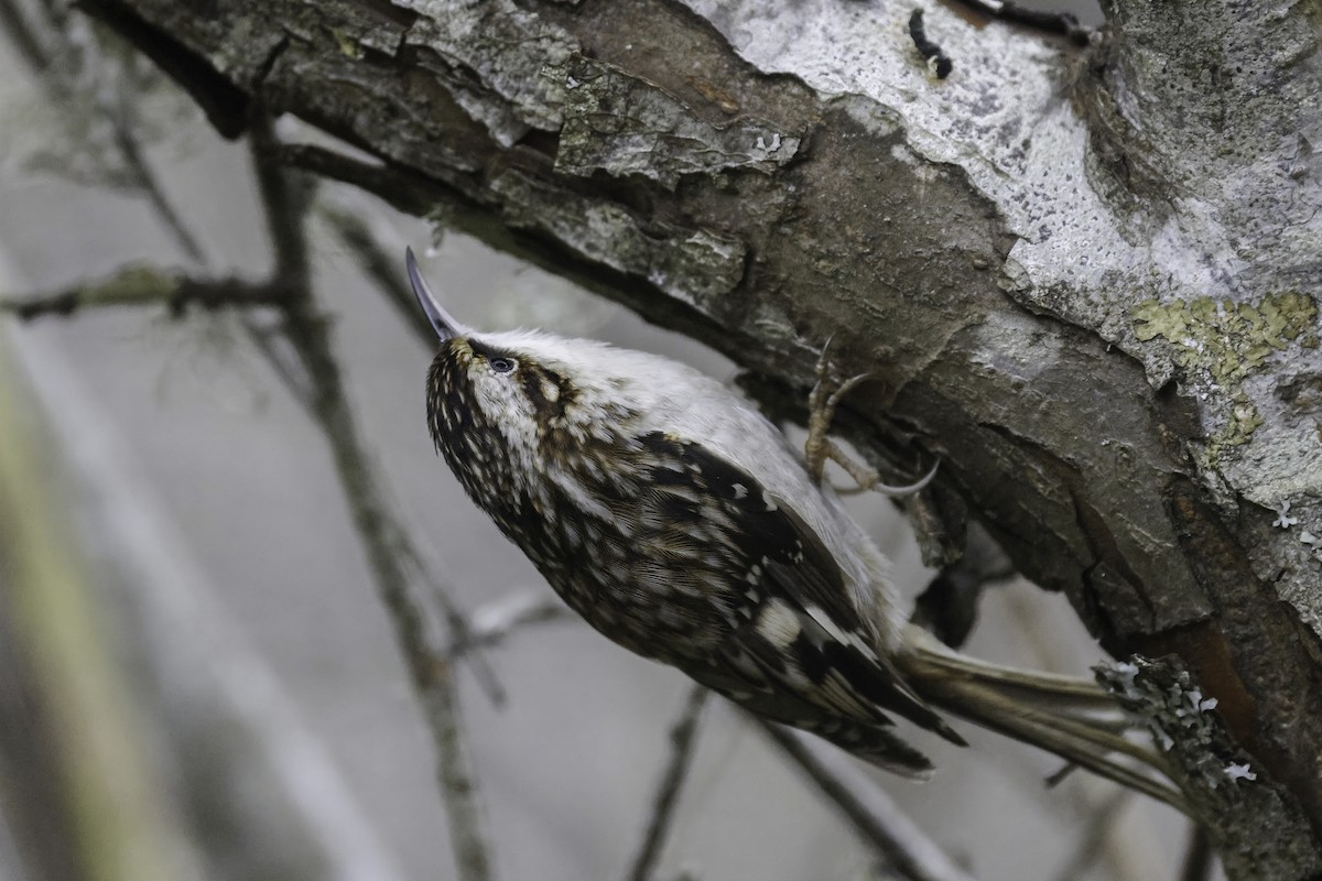 Brown Creeper - ML645604277