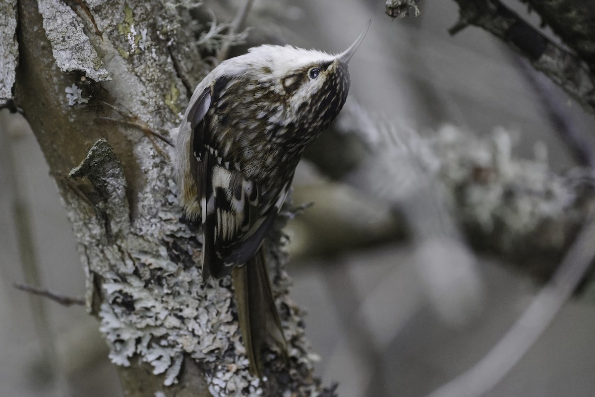 Brown Creeper - ML645604278