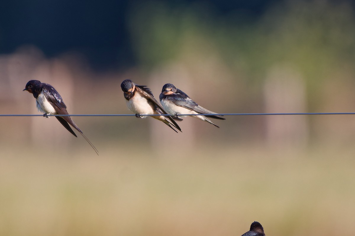 Ластівка сільська - ML645604281