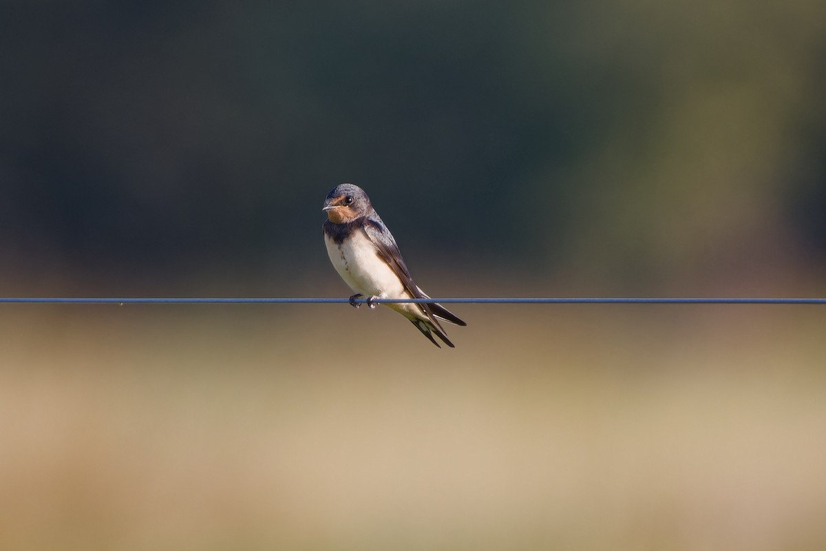 Ластівка сільська - ML645604282