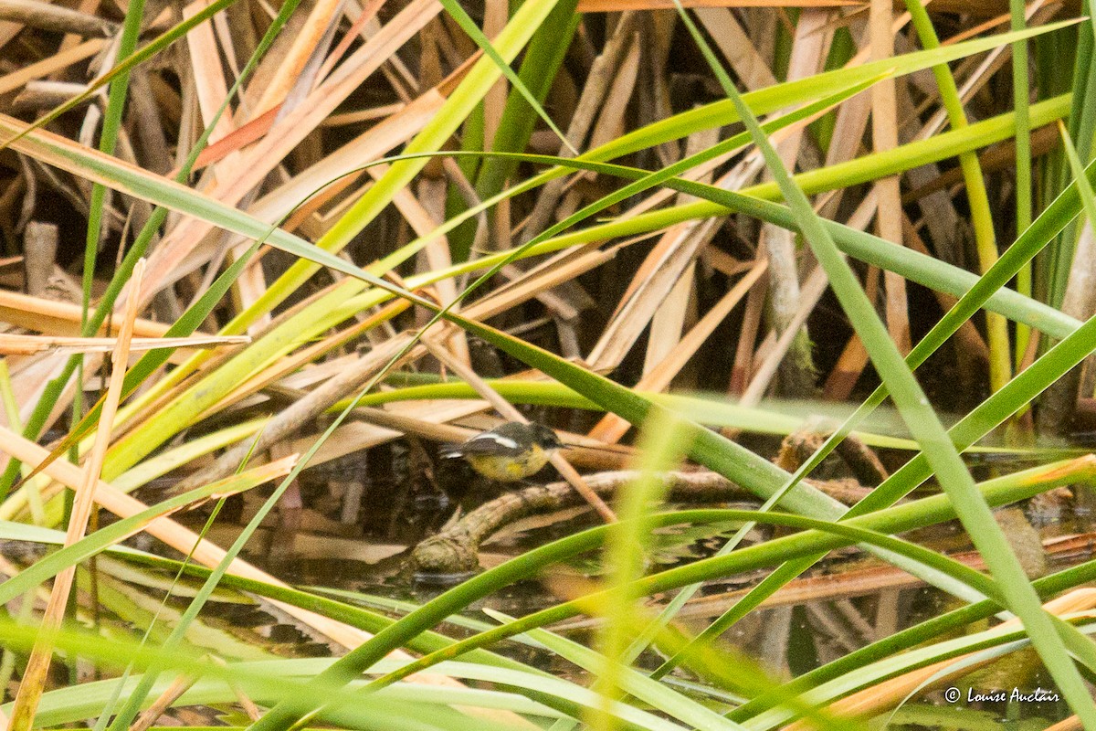 Many-colored Rush Tyrant - ML645604285