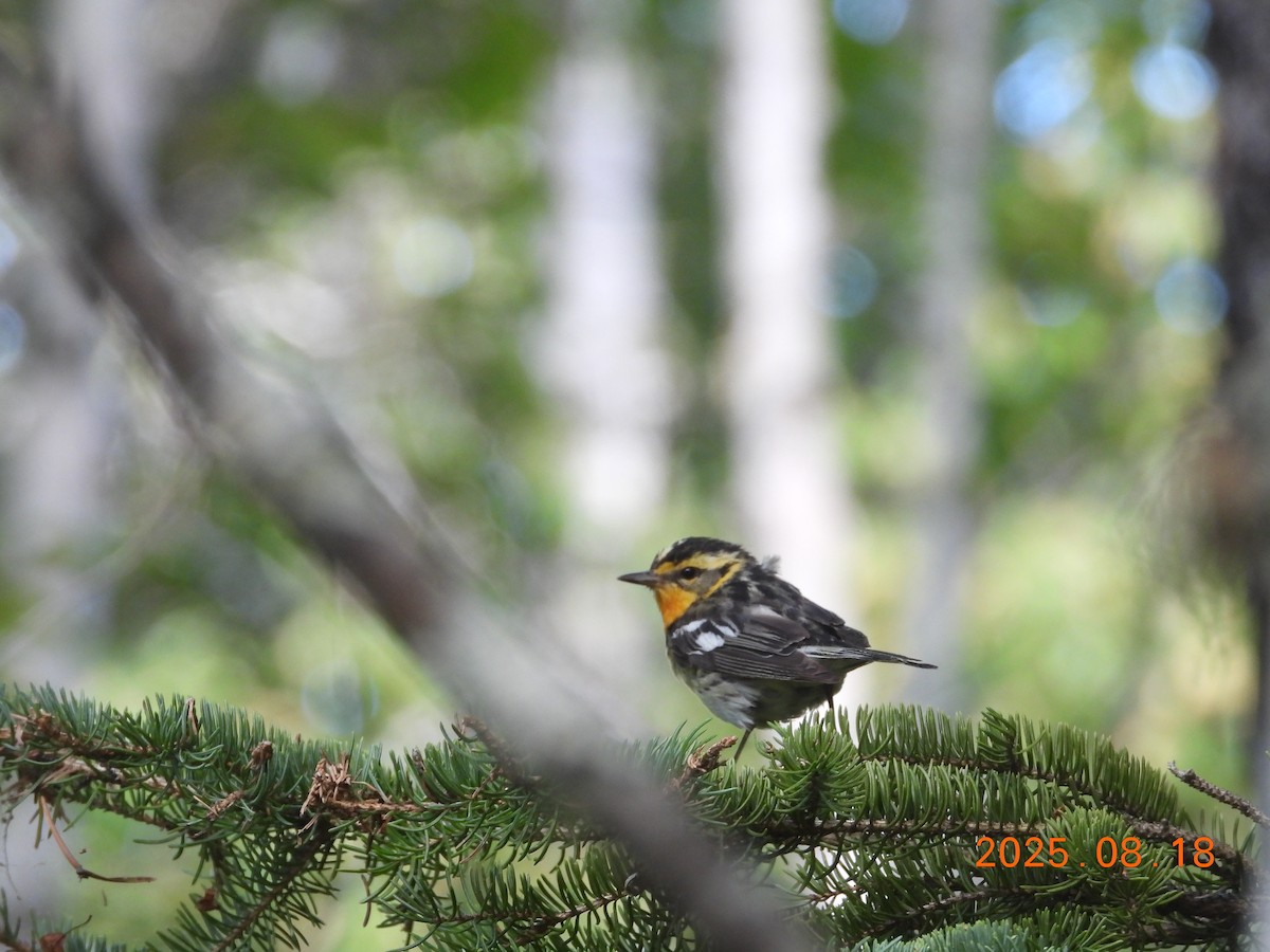 Reinita Gorjinaranja - ML645604295