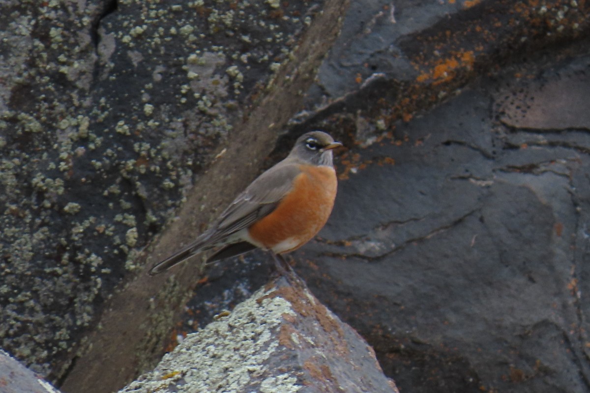 drozd stěhovavý - ML645604304