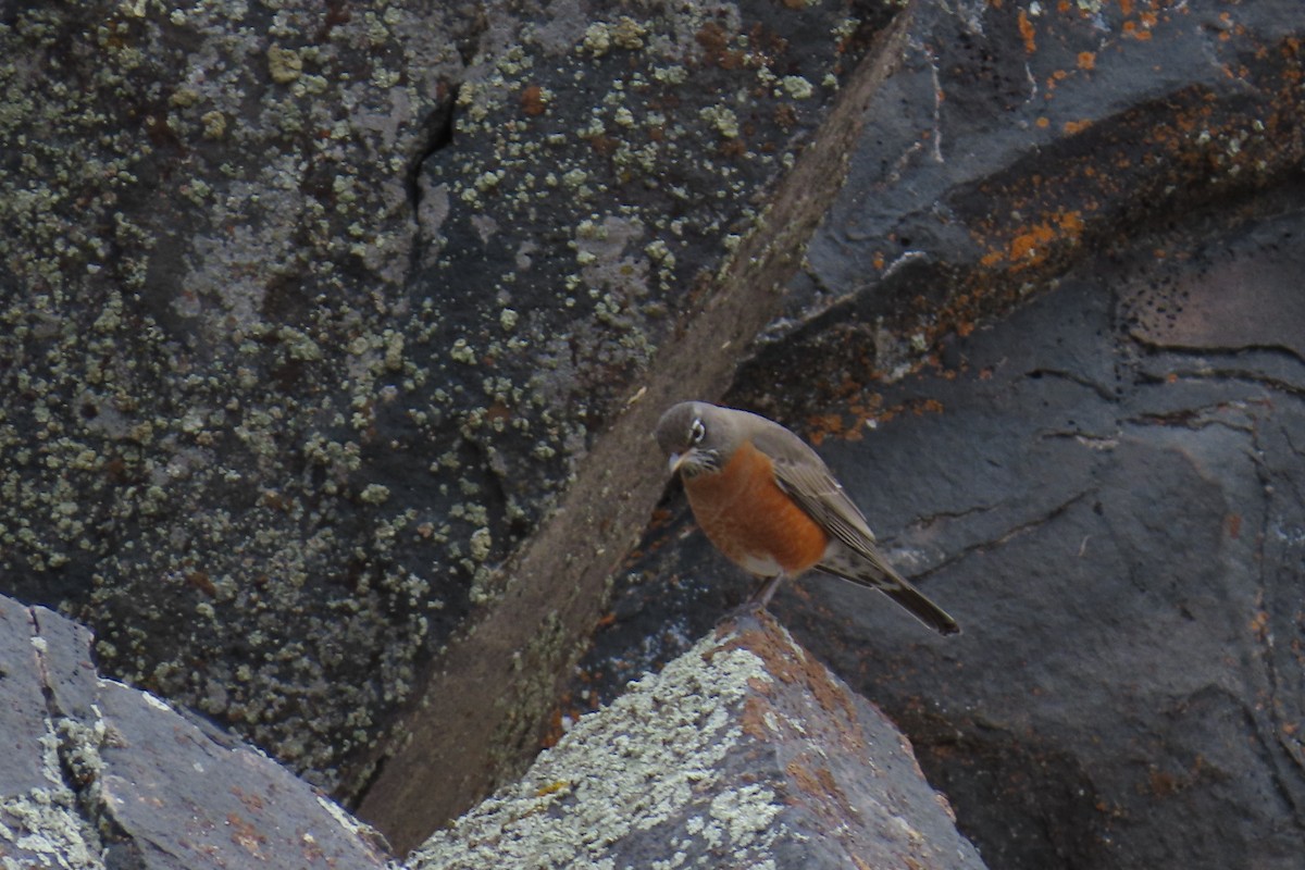 drozd stěhovavý - ML645604307