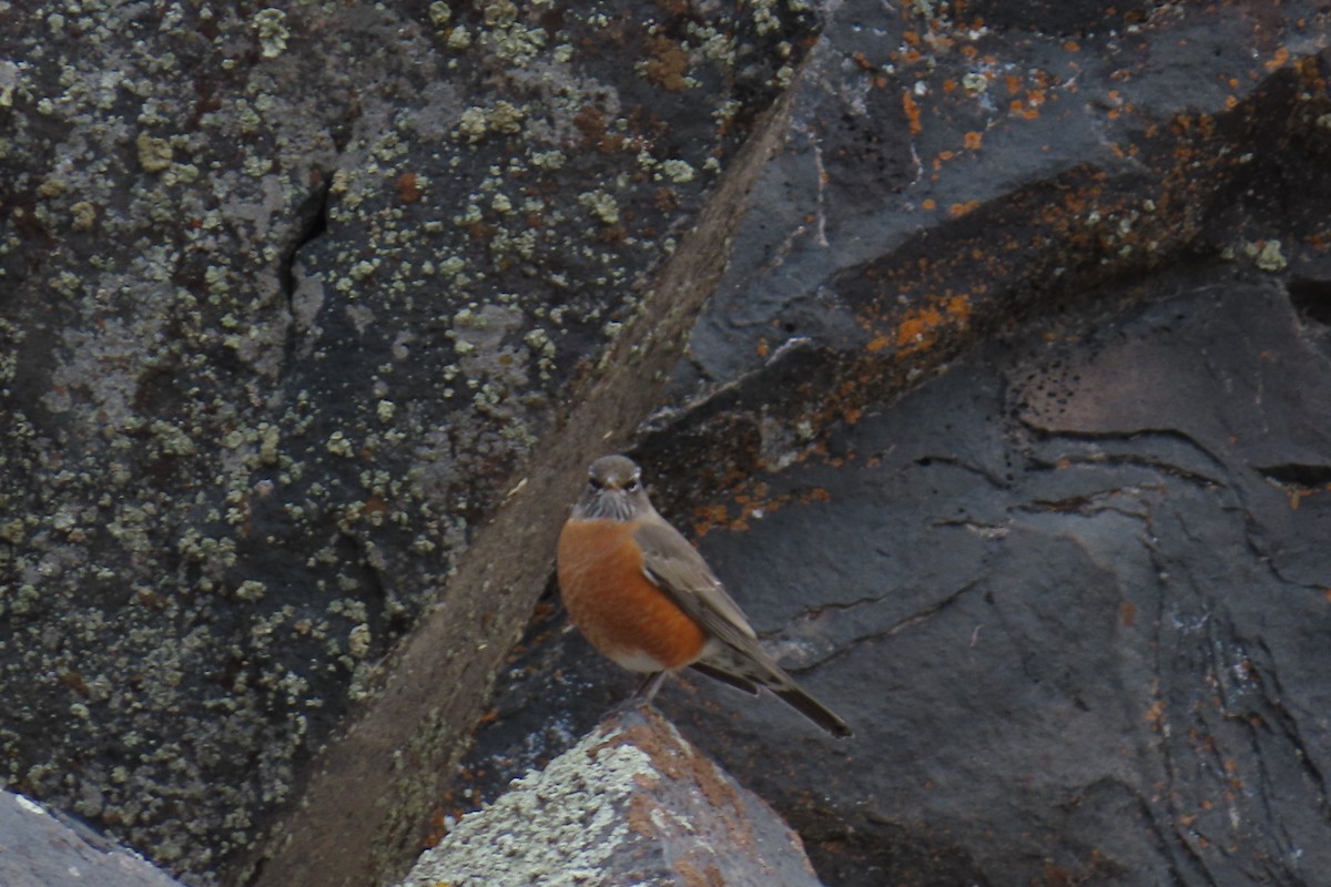 drozd stěhovavý - ML645604308