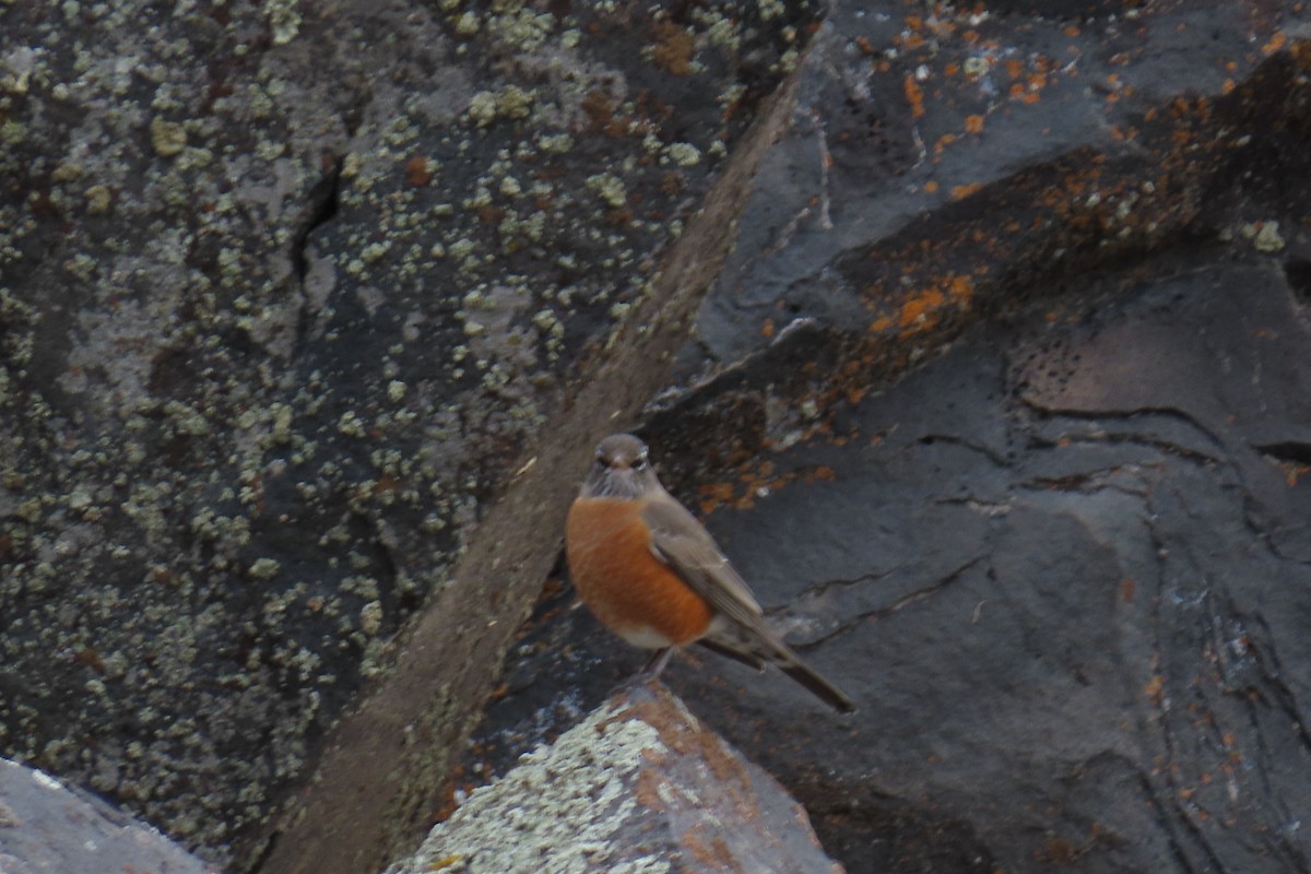 drozd stěhovavý - ML645604309