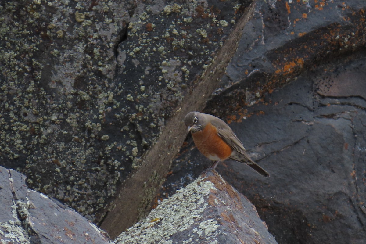 drozd stěhovavý - ML645604310