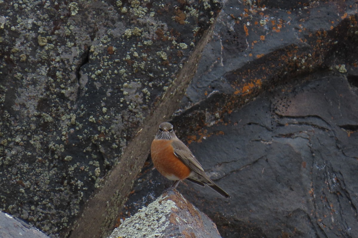 drozd stěhovavý - ML645604311