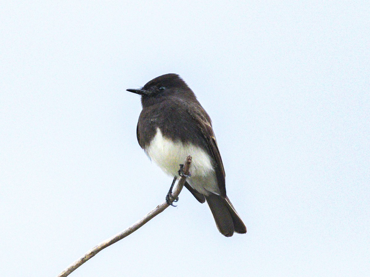 Black Phoebe - ML645604357