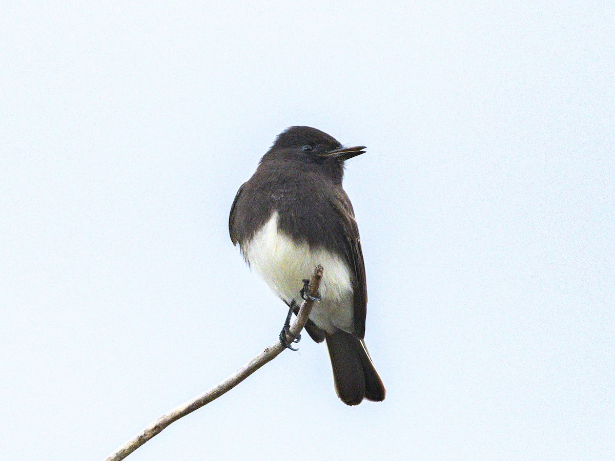 Black Phoebe - ML645604358