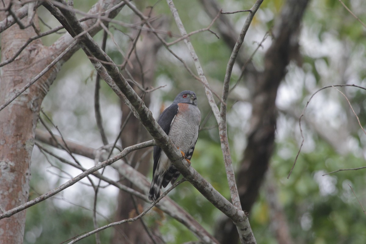Double-toothed Kite - ML645604377