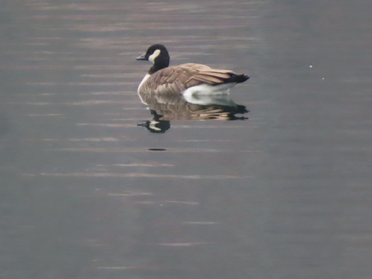 小加拿大雁 - ML645604380