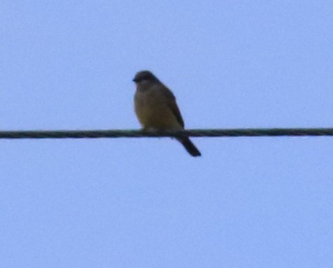 Cassin's Kingbird - ML645604385