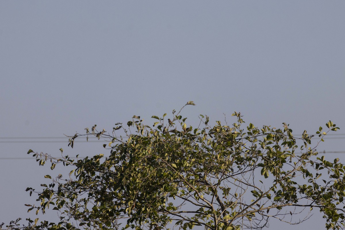 Ağaç Serçesi - ML645604386