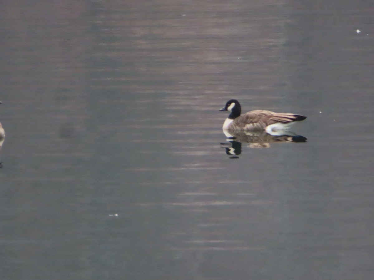 小加拿大雁 - ML645604387