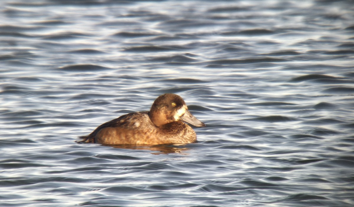 Karabaş Patka - ML645604393