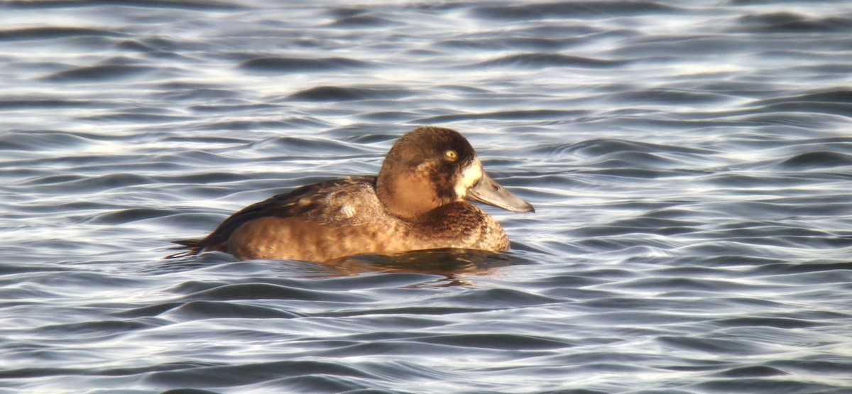 Karabaş Patka - ML645604394
