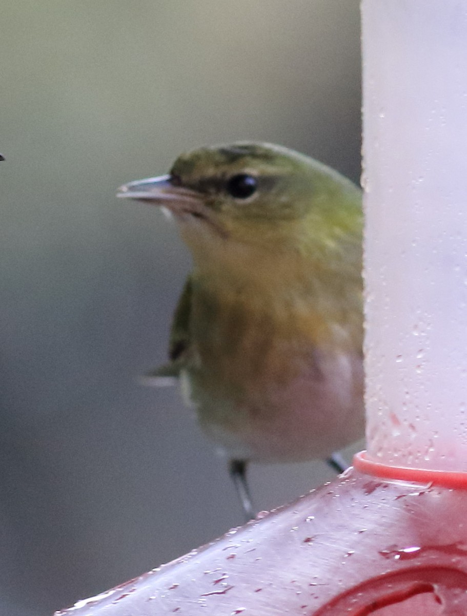 Tennessee Warbler - ML645604396