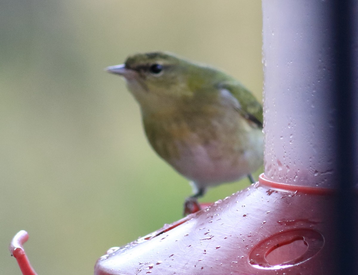 Tennessee Warbler - ML645604398