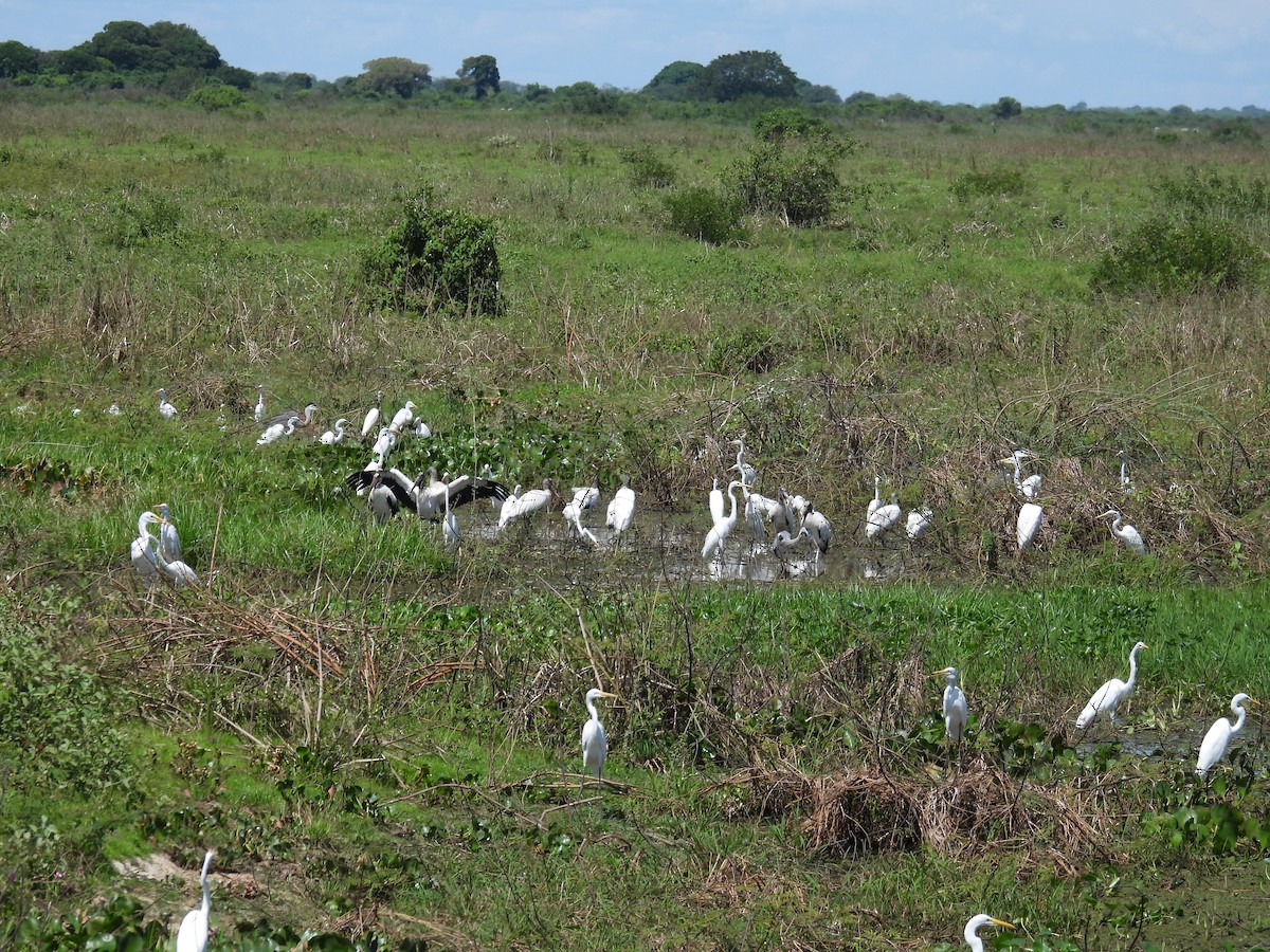 Büyük Ak Balıkçıl - ML645604407