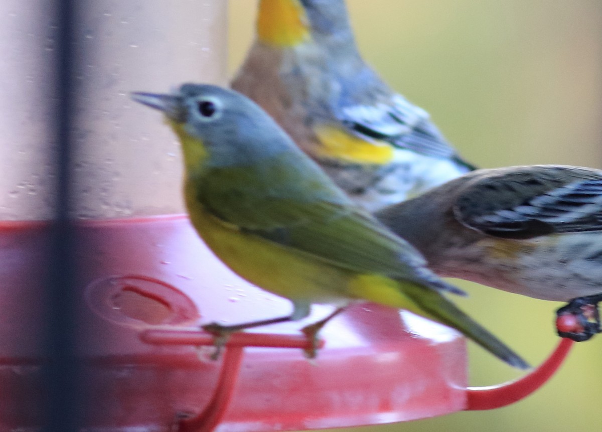 Nashville Warbler - ML645604408