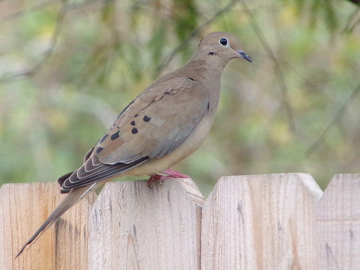 Uzun Kuyruklu Kumru - ML645604411