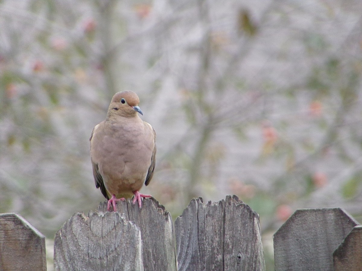 Uzun Kuyruklu Kumru - ML645604412
