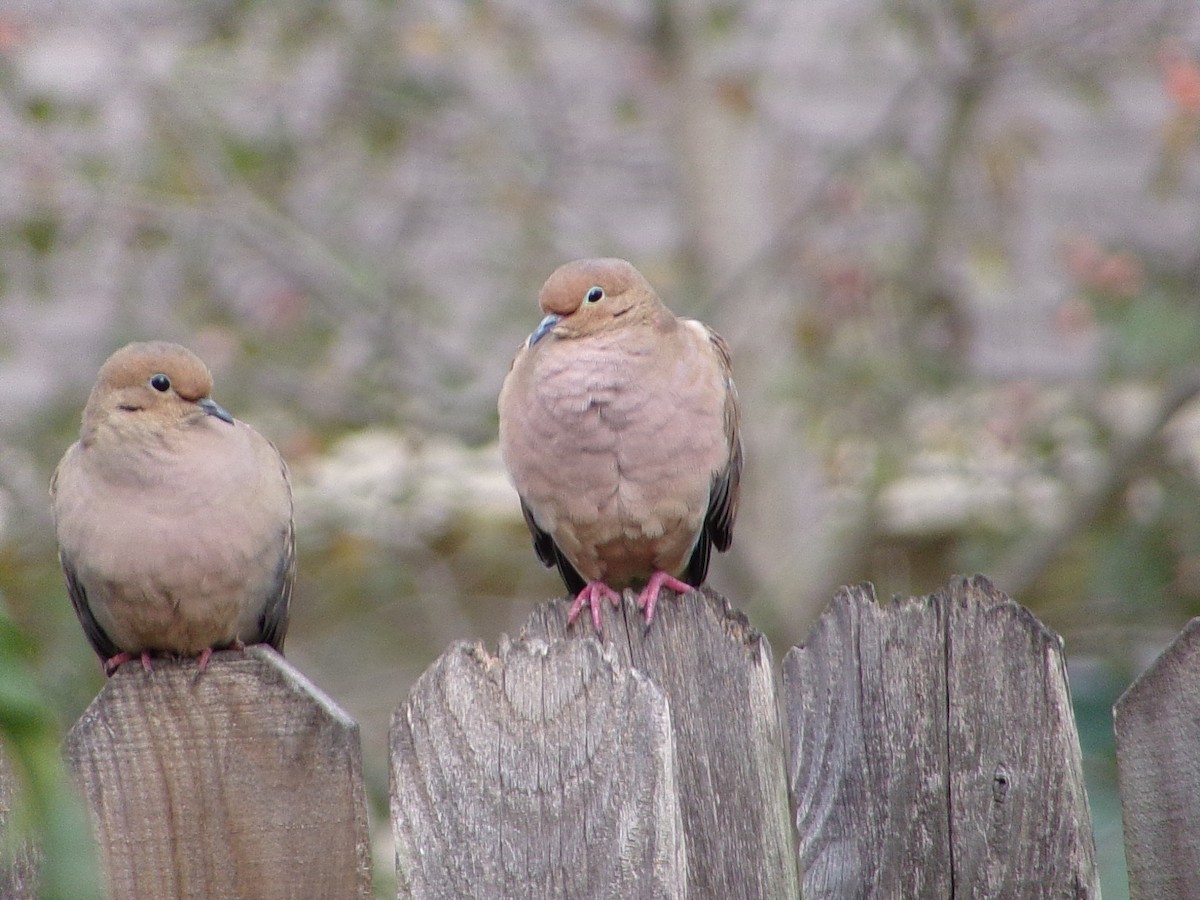 Uzun Kuyruklu Kumru - ML645604413