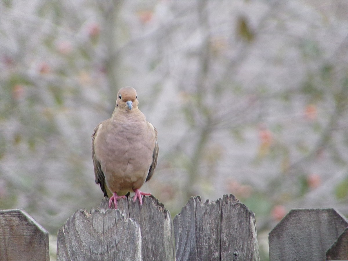 Uzun Kuyruklu Kumru - ML645604414