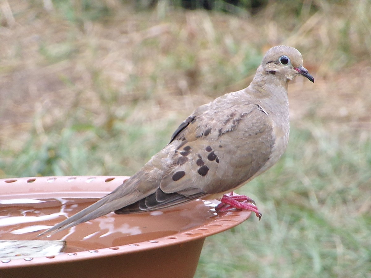 Uzun Kuyruklu Kumru - ML645604415