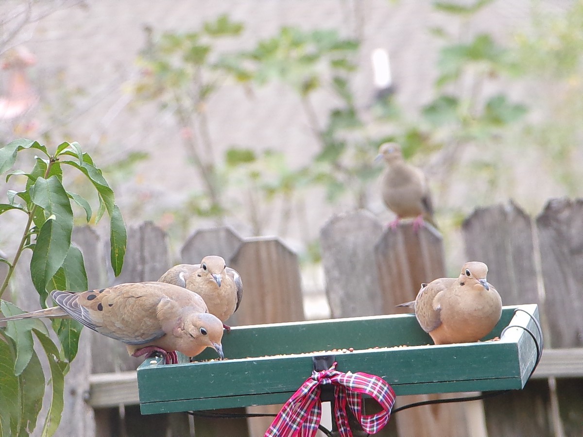 Uzun Kuyruklu Kumru - ML645604417