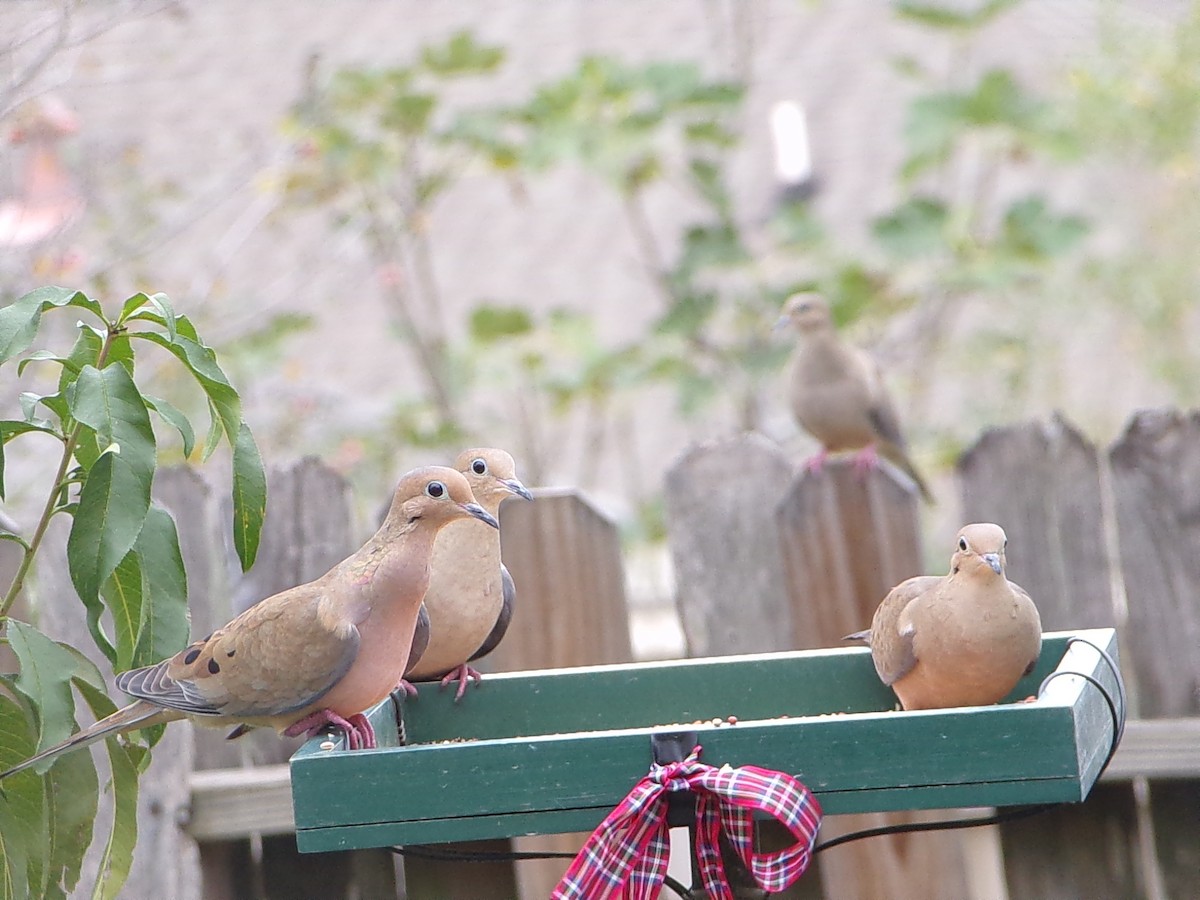 Uzun Kuyruklu Kumru - ML645604418