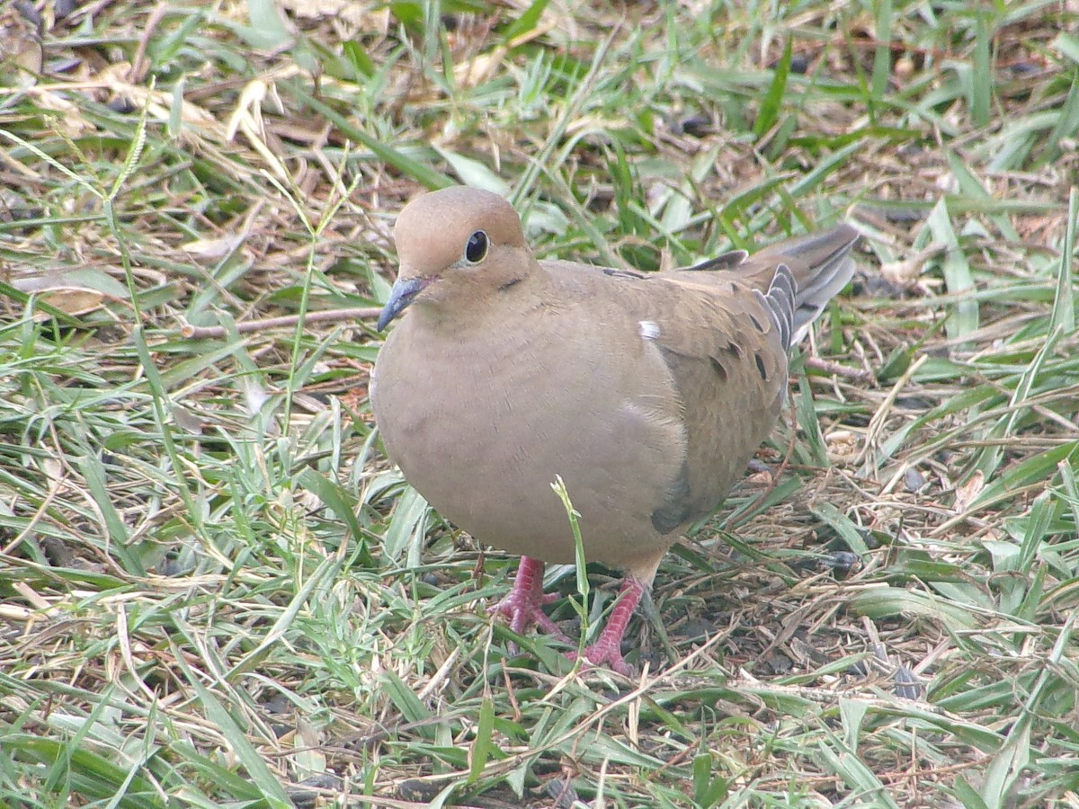 Uzun Kuyruklu Kumru - ML645604419