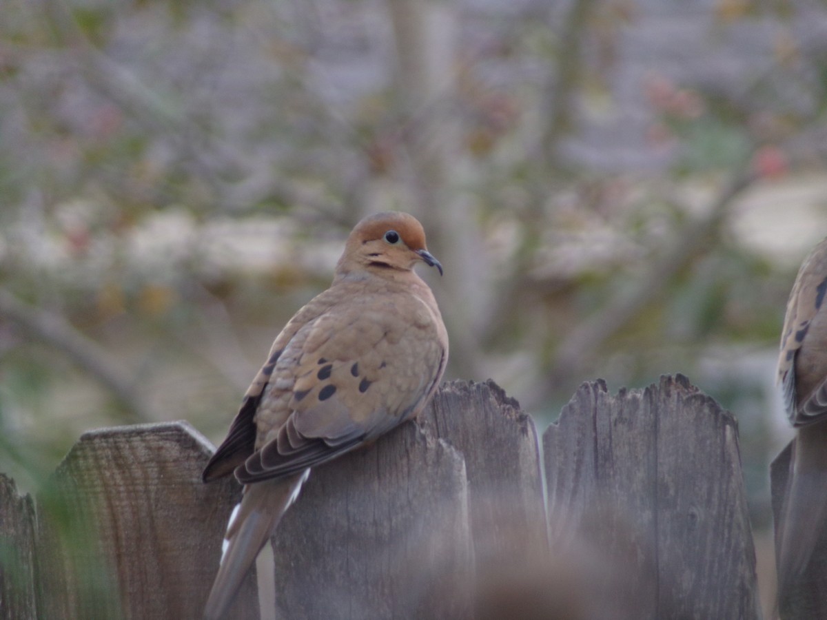 Uzun Kuyruklu Kumru - ML645604421