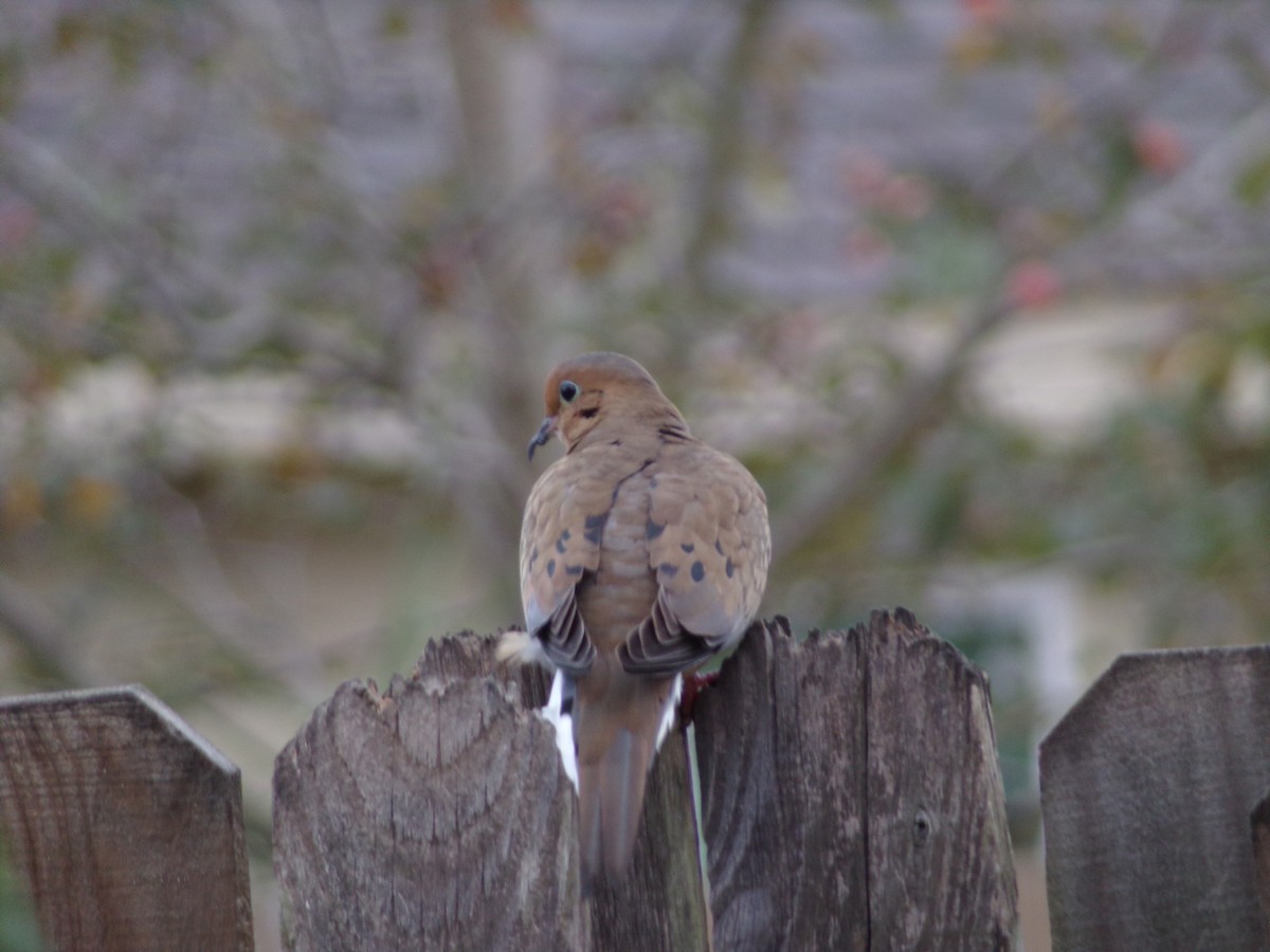 Uzun Kuyruklu Kumru - ML645604422