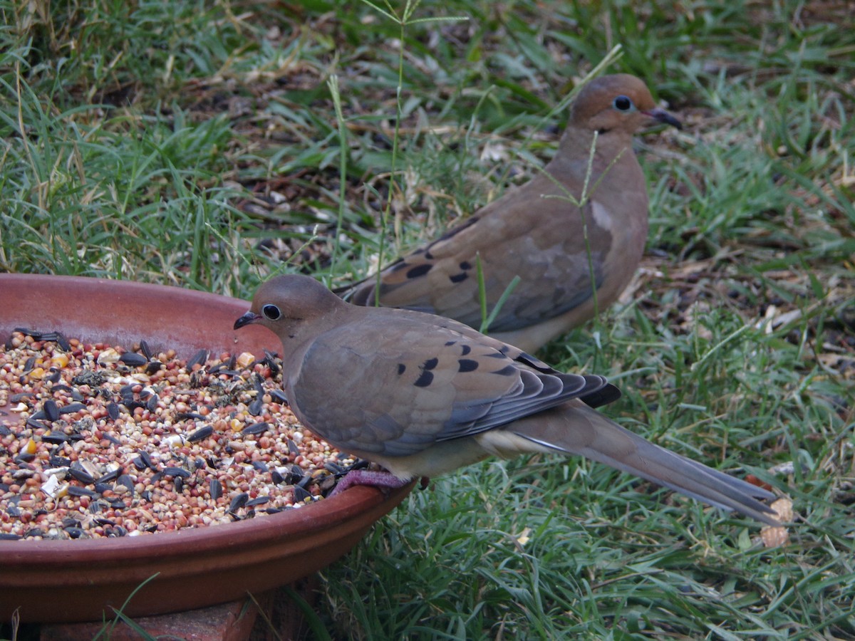 Uzun Kuyruklu Kumru - ML645604423