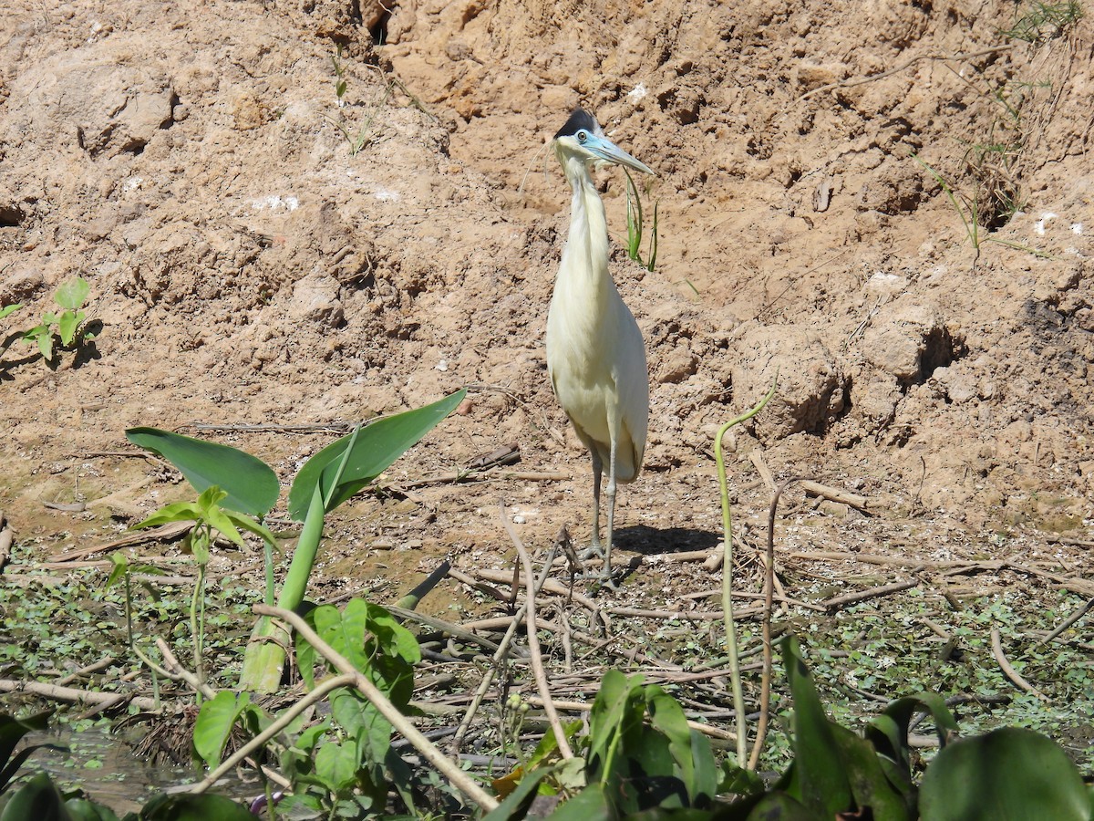 Başlıklı Ak Balıkçıl - ML645604424