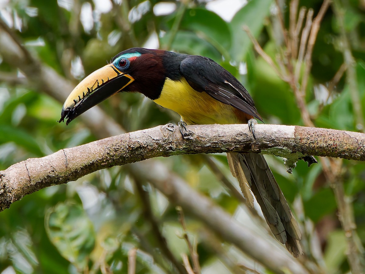 Yazılı Arasari - ML645604425