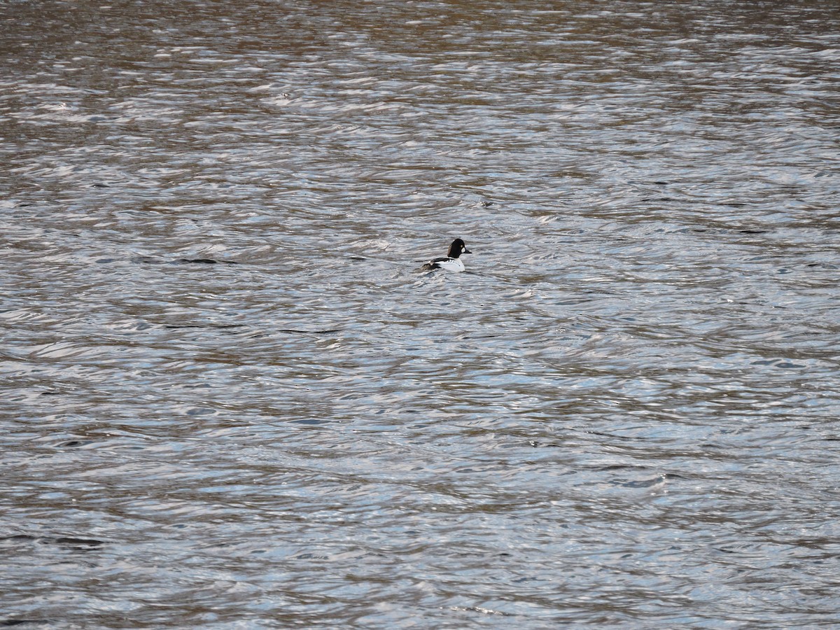 Altıngöz - ML645604426