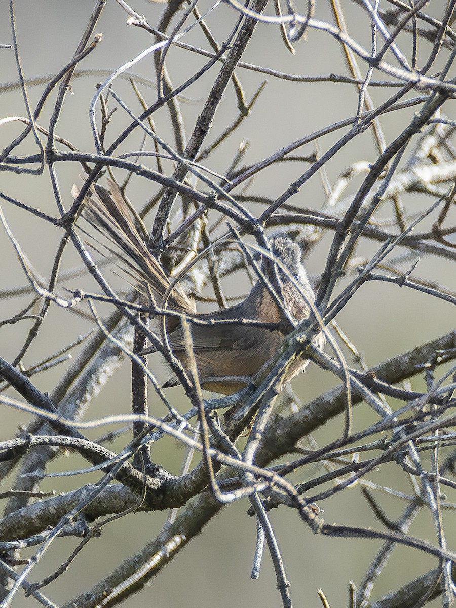 Kamea Ötleğeni - ML645604427