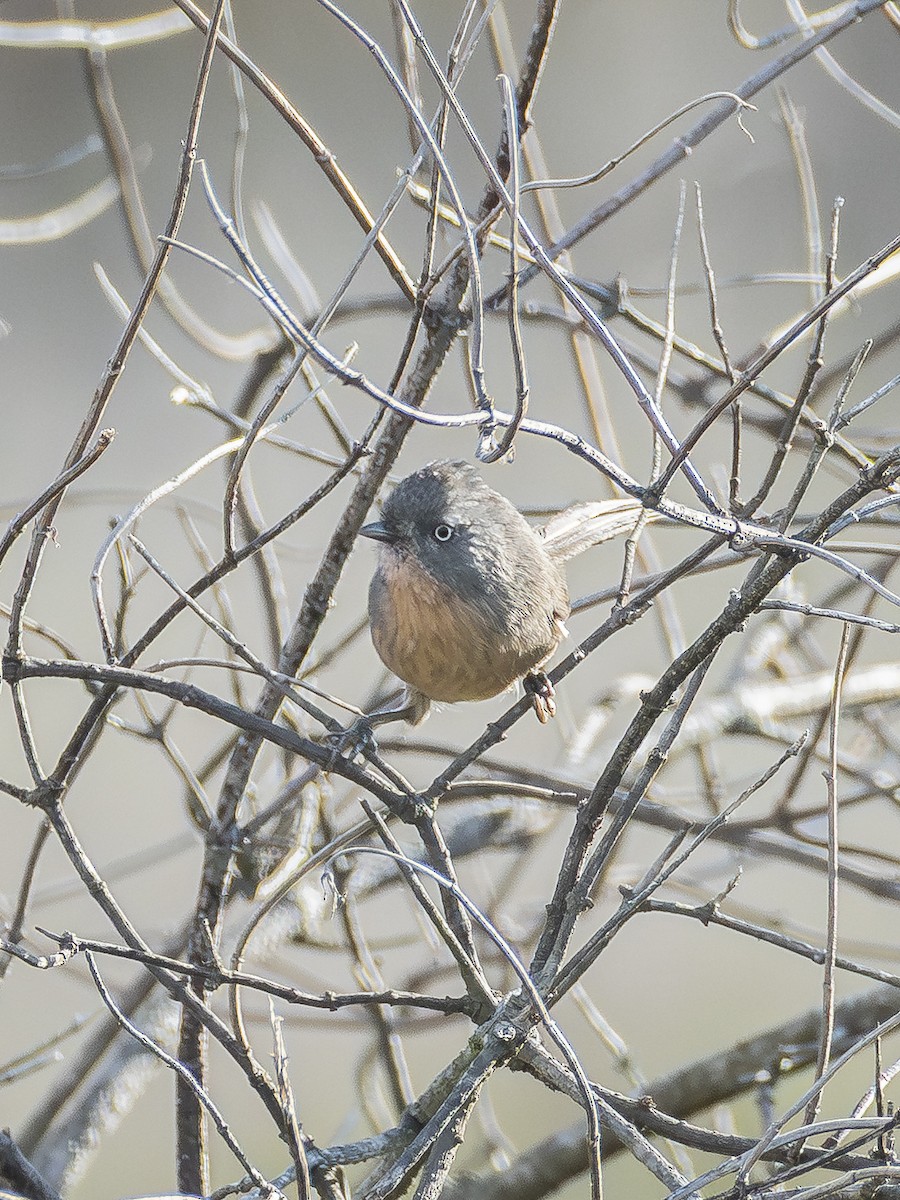 Kamea Ötleğeni - ML645604428