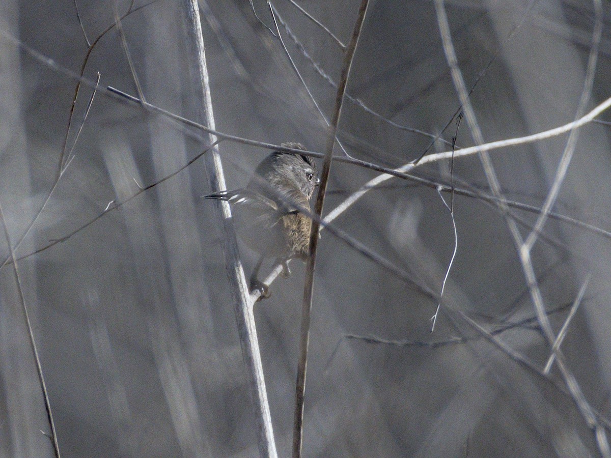 Kamea Ötleğeni - ML645604429