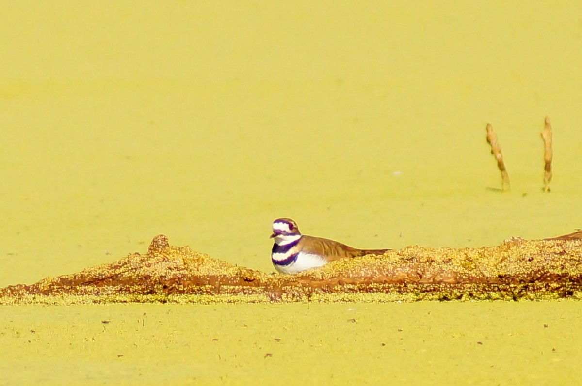 Çayır Cılıbıtı - ML645604430