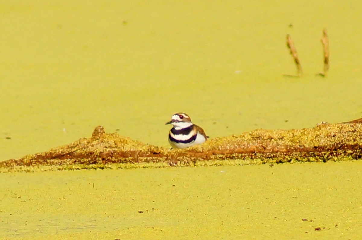 Çayır Cılıbıtı - ML645604431